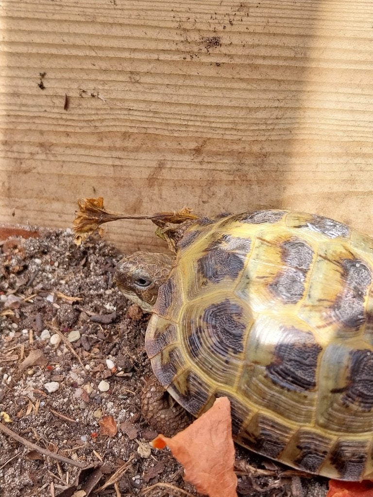 Vierteenschildpadden Agrionemys Horsfieldii landschildpad, Schildpad, 0 tot 2 jaar