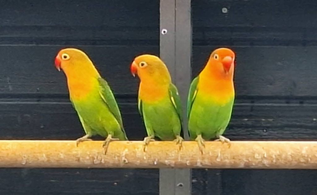 agapornis fischeri dwergpapegaai, Geslacht onbekend, Dwergpapegaai of Agapornis, Tam