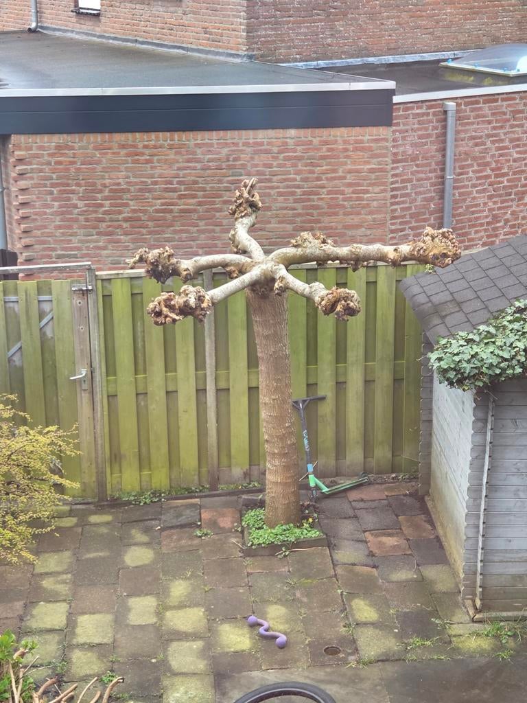 Dakplataan - Zelf uitgraven, Tuin en Terras, Bloeit niet, Dakboom, 250 tot 400 cm, Ophalen