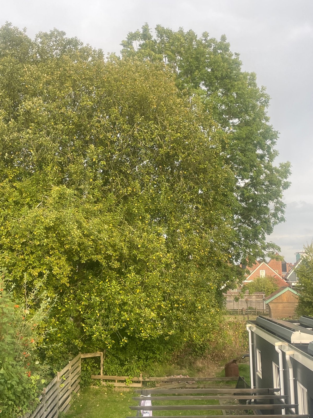 Ervaren boomkapper gezocht kappen 3/4 hoge bomen, Tuin en Terras, Overige soorten, Volle zon, Vaste plant, Ophalen of Verzenden