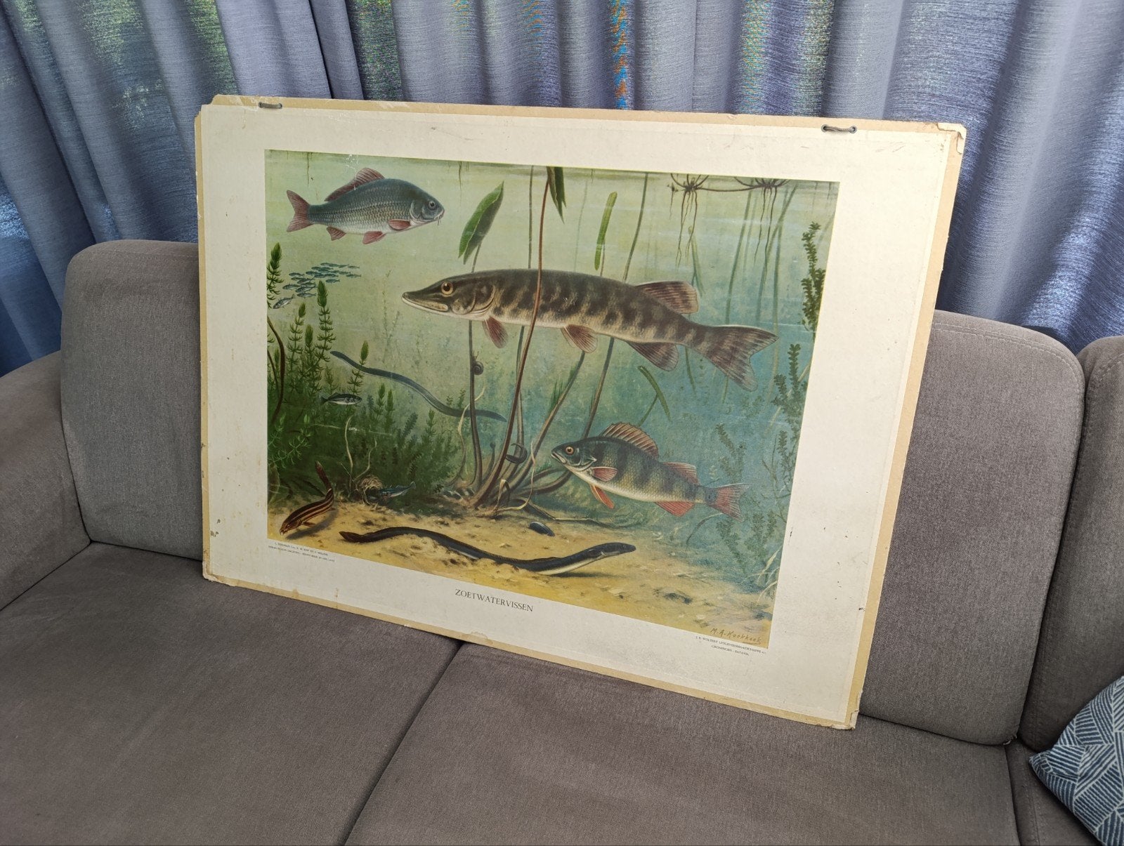 M.A Koekoek schoolplaat 1930, Antiek en Kunst, Antiek | Schoolplaten, Ophalen of Verzenden, Natuur en Biologie
