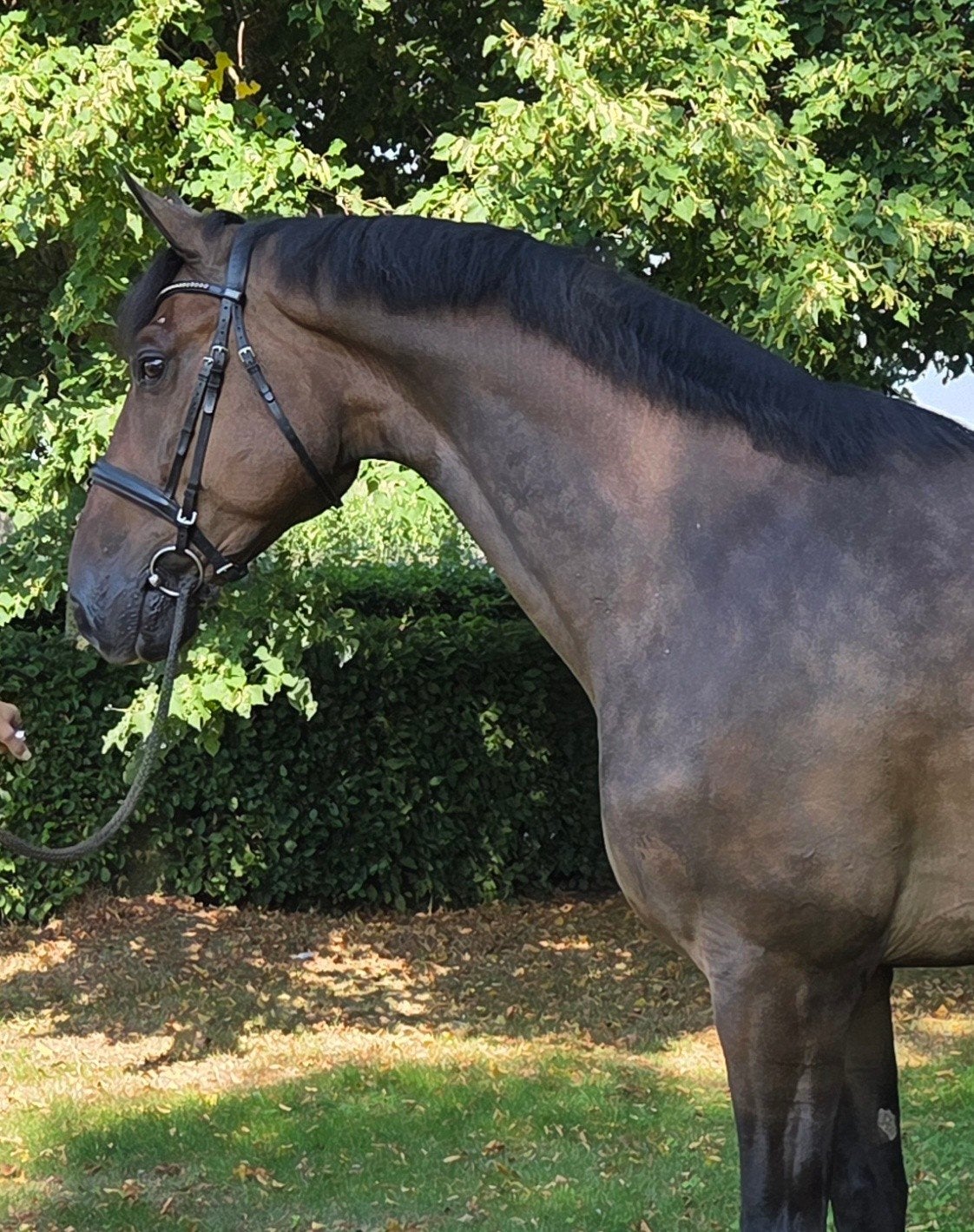Te koop super brave lieve grote ruin!!, Met stamboom, Ruin, 170 tot 175 cm, 7 tot 10 jaar