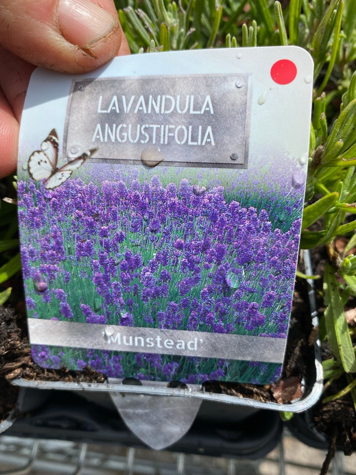 Lavandula Angustifolia - Munstead/Hidcote Lavendelplant, Ophalen, Volle zon, Vaste plant, Kruiden