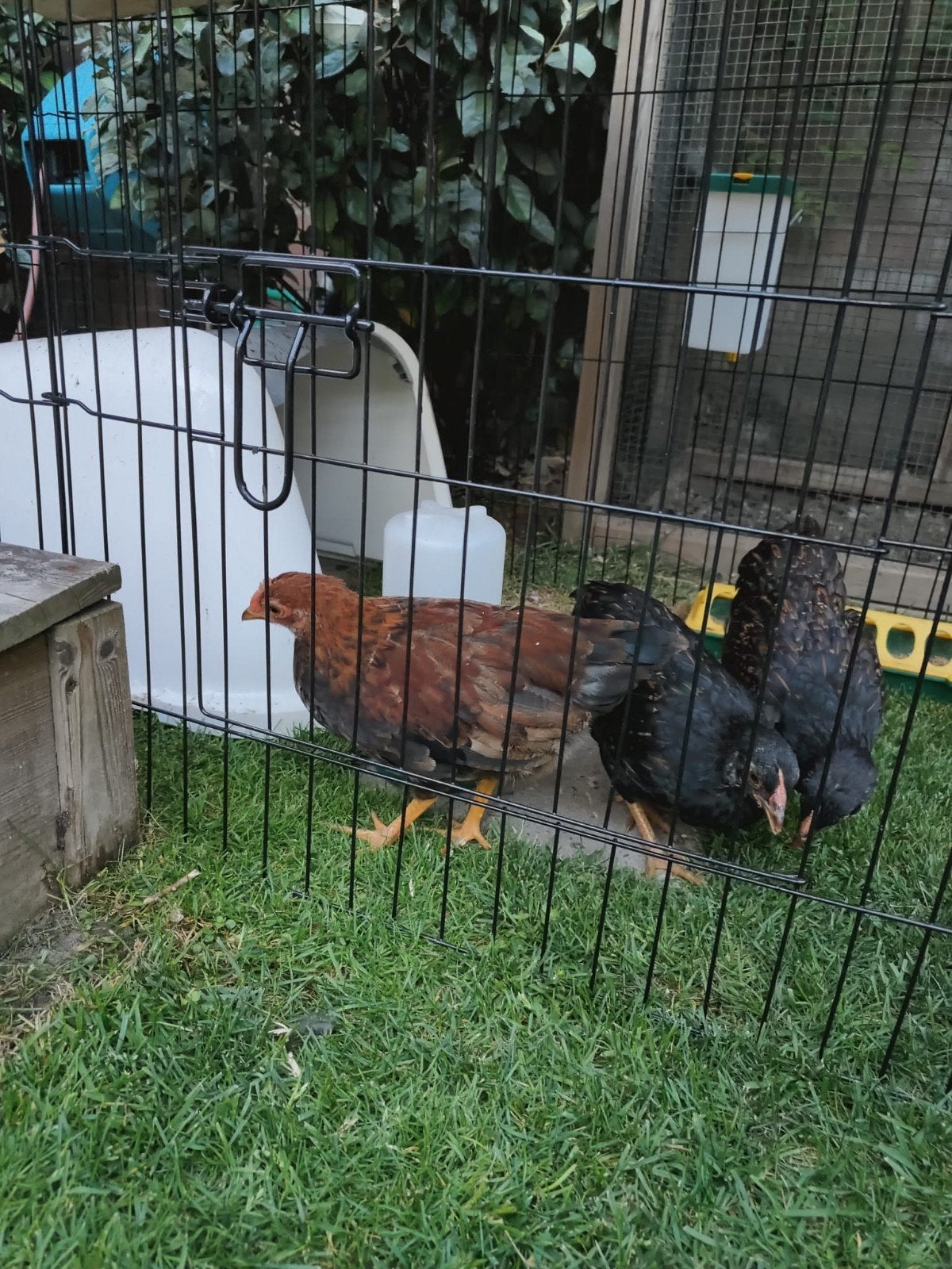 Barnevelder kriel haantje 8wk, Dieren en Toebehoren, Pluimvee, Mannelijk, Kip