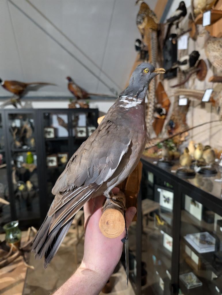 opgezette houtduif wilde duif fazant jacht vogel hert haan, Verzamelen, Dierenverzamelingen, Ophalen, Zo goed als nieuw, Vogel