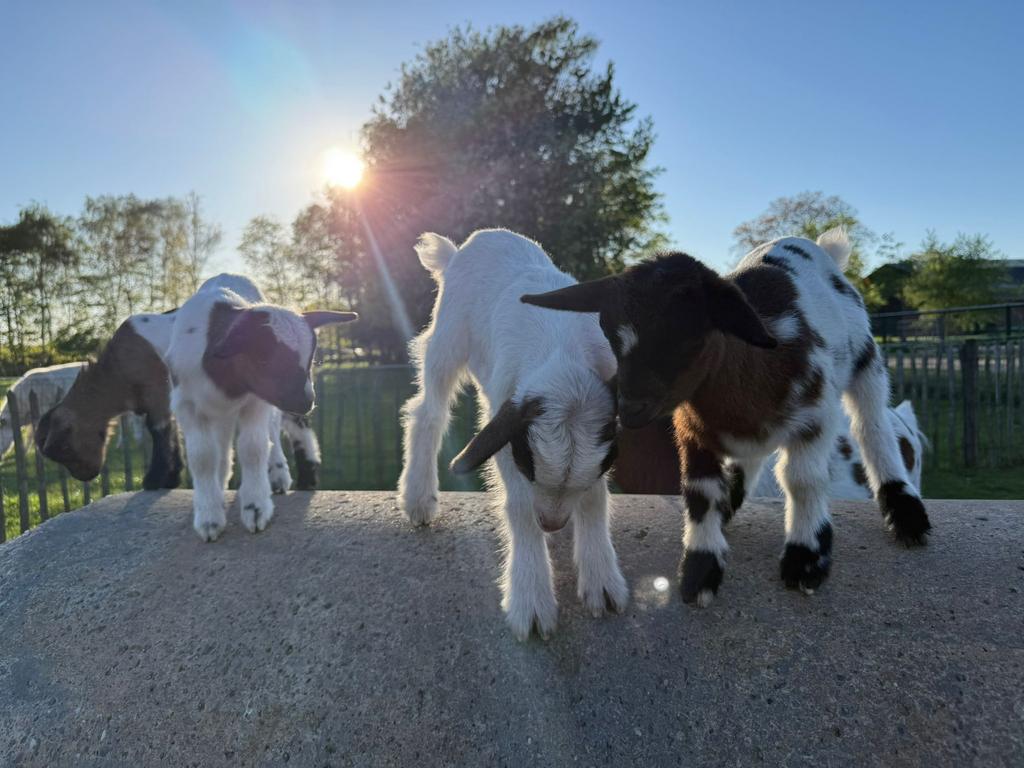Geitjes en bokjes, Dieren en Toebehoren, Schapen, Geiten en Varkens, Meerdere dieren, Geit