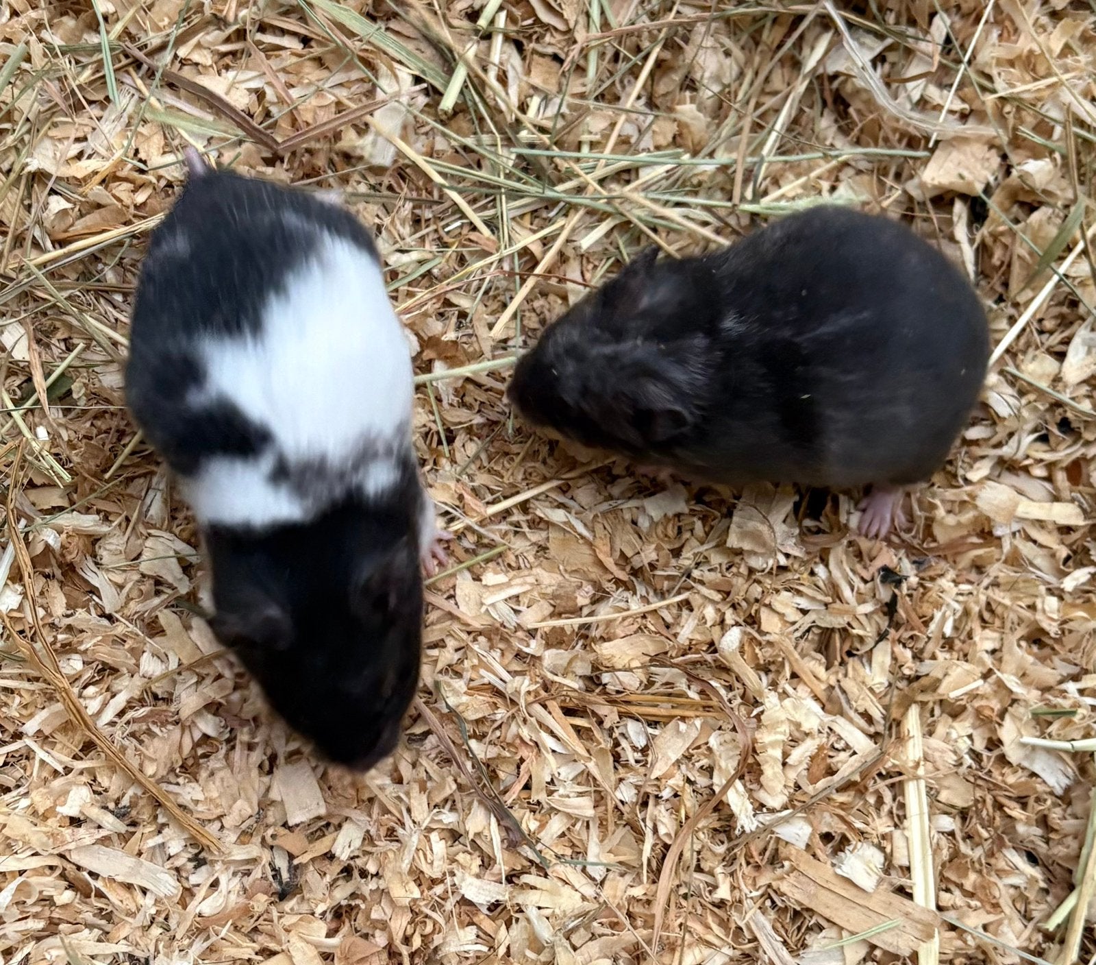 Goudhamsters, Dieren en Toebehoren, September, Meerdere dieren, Hamster