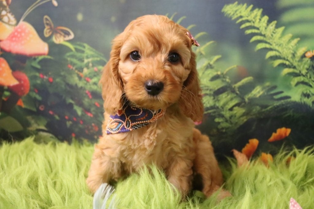 Mini/Medium Australian labradoodle pups, Dieren en Toebehoren, Parvo, Nederland, Overige rassen, 8 tot 15 weken