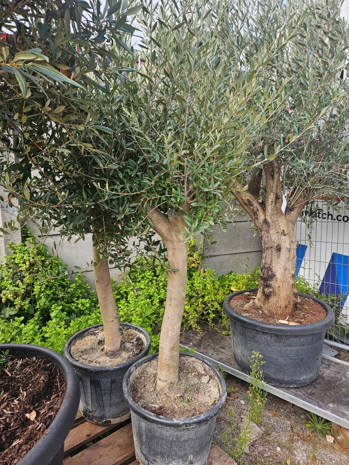 Olijfbomen 125 euro gratis bezorgd io Hilversum Zondag open!, Tuin en Terras, 100 tot 250 cm, Olijfboom, Zomer, Ophalen