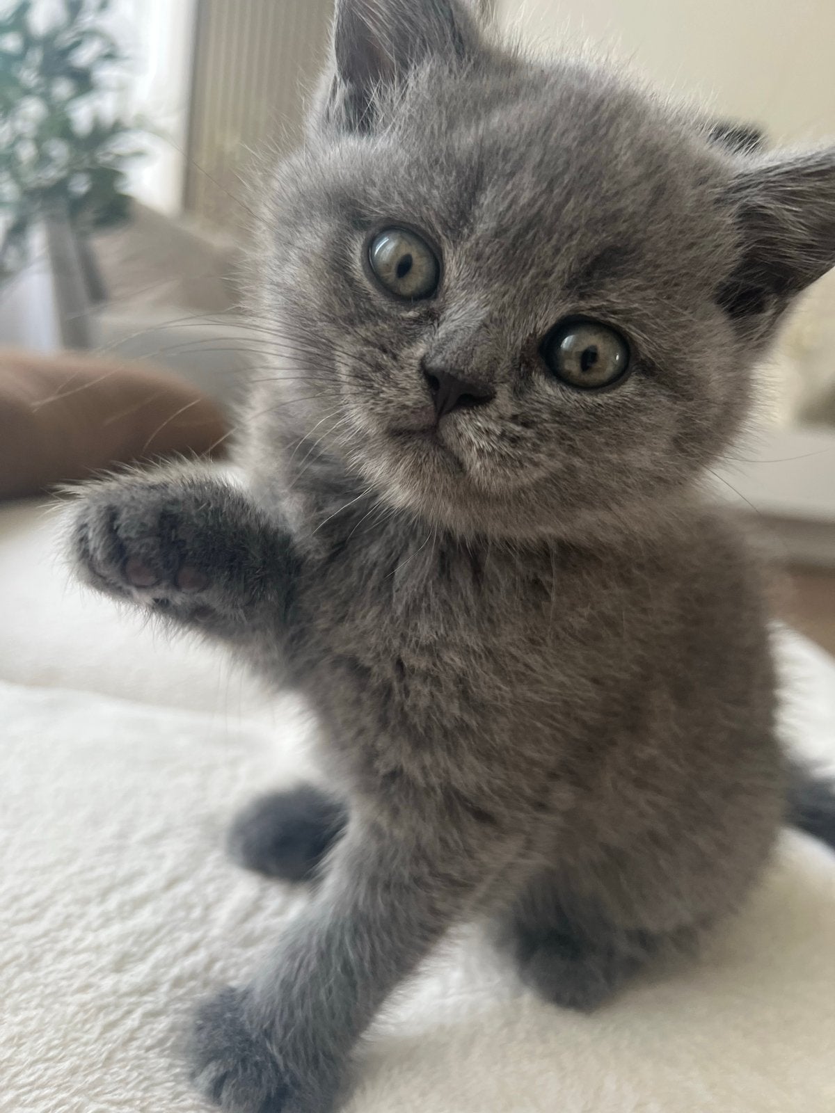 Britse korthaar kitten 8 weken oud, Meerdere dieren, Kortharig, 0 tot 2 jaar