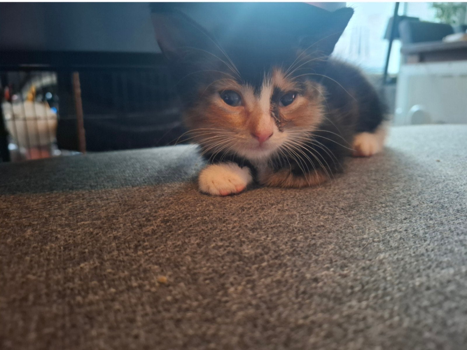 kitten, Poes