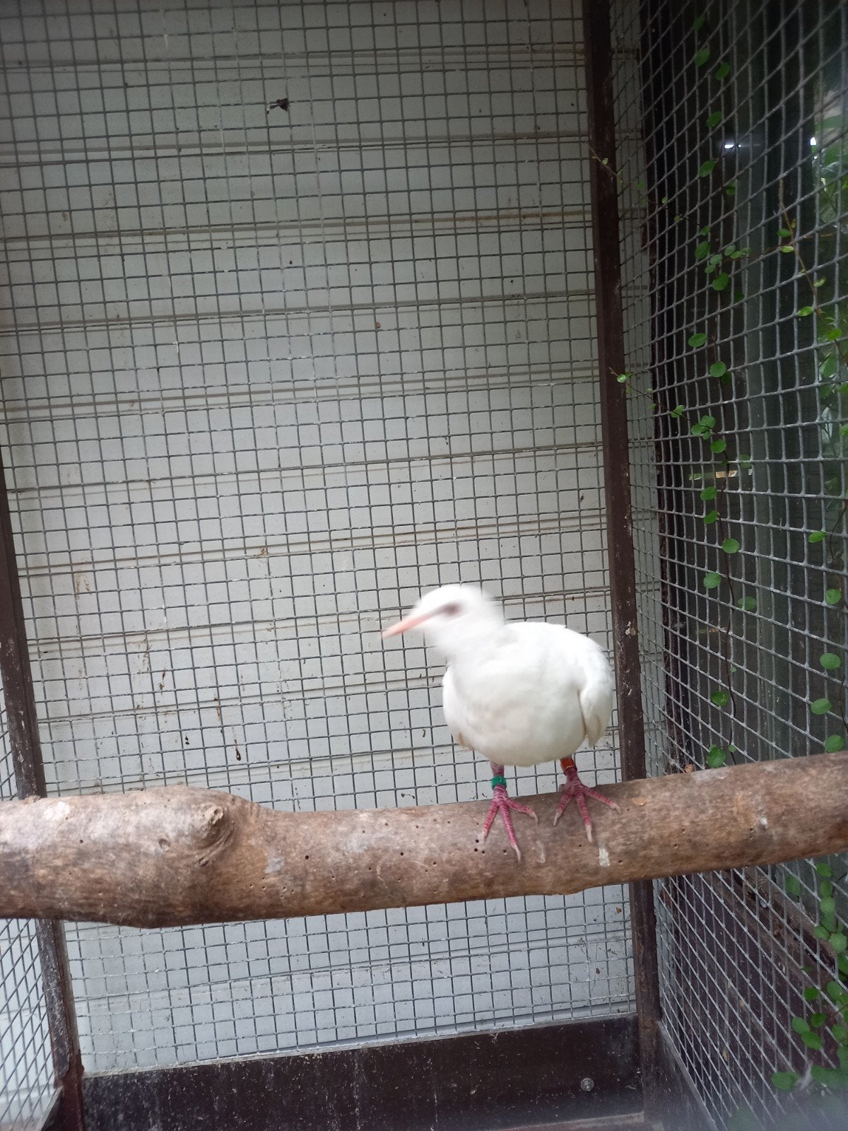 Tekoop:3 witte tortelduifjes en 2 senegalduifjes, Geslacht onbekend, Overige soorten