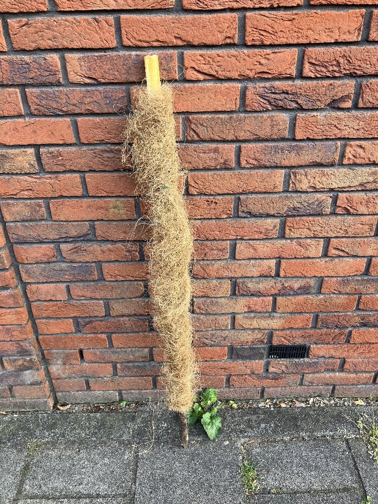Mosstok, Ophalen of Verzenden, Halfschaduw, Minder dan 100 cm