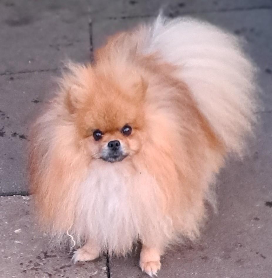 Pomeranian, Nederland, 1 tot 2 jaar, Eén hond, Fokker | Professioneel