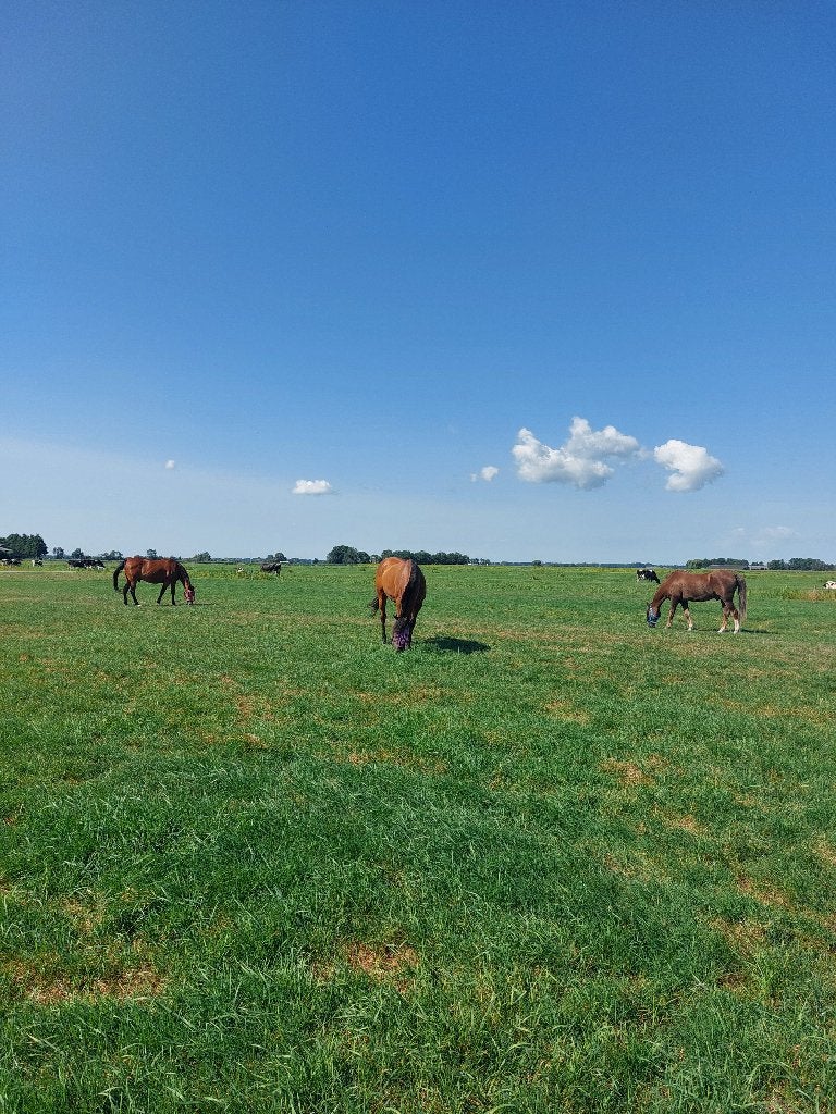 Plek voor ruin en merrie!!, Dieren en Toebehoren, Weidegang, 2 of 3 paarden of pony's