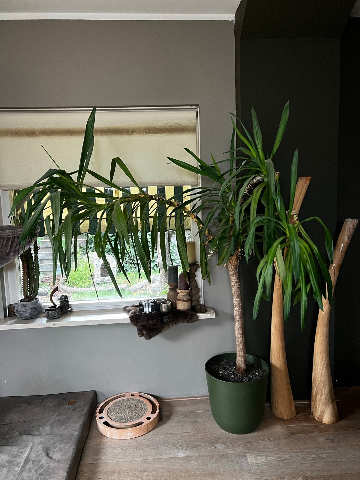 Grote Yucca kamerplant in pot, Ophalen, In pot, Yucca, 150 tot 200 cm
