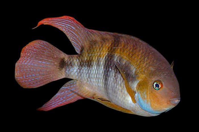 Midden Amerikaanse Cichliden: Amatitlania sajica, Dieren en Toebehoren, Vis, Zoetwatervis