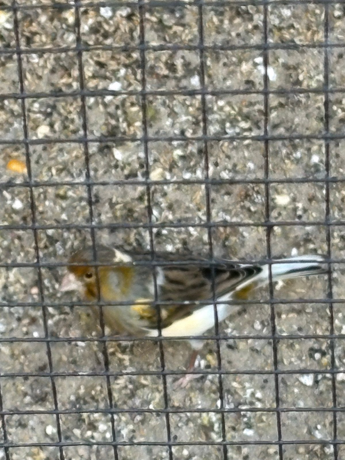 Kanarie man met kooi fluit mooi, Dieren en Toebehoren, Vogels | Overige Vogels, Mannelijk