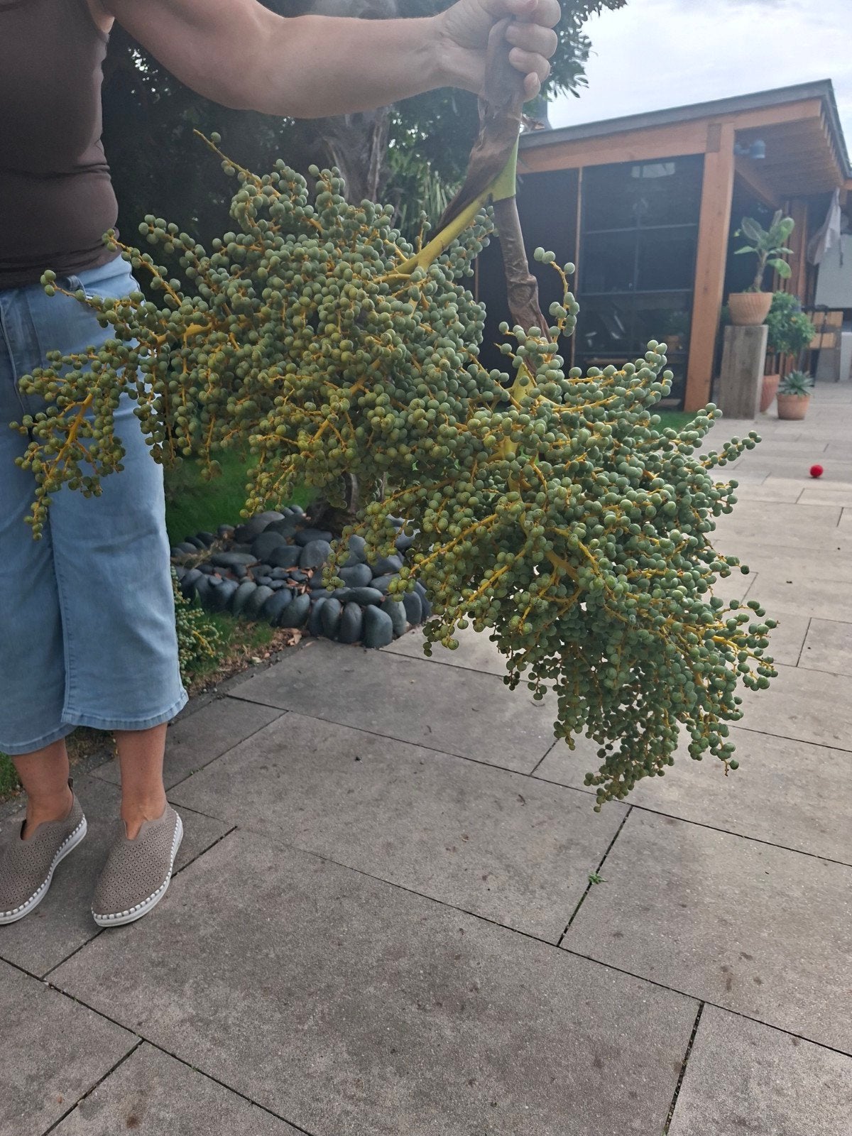 dadeltakken, Tuin en Terras, 100 tot 250 cm, Zomer, Palmboom, Ophalen