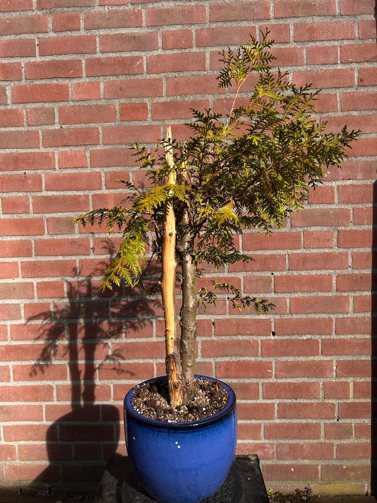 Conifeer bonsai in blauwe pot, Tuin en Terras, Volle zon, Vaste plant, Bloeit niet, Ophalen