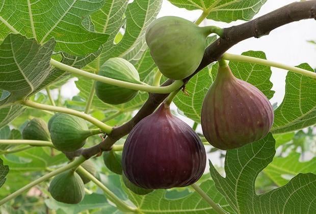 Gezocht Gratis vijgenboom Appelboom etc., Ophalen of Verzenden, 100 tot 250 cm, Vijgenboom, Lente