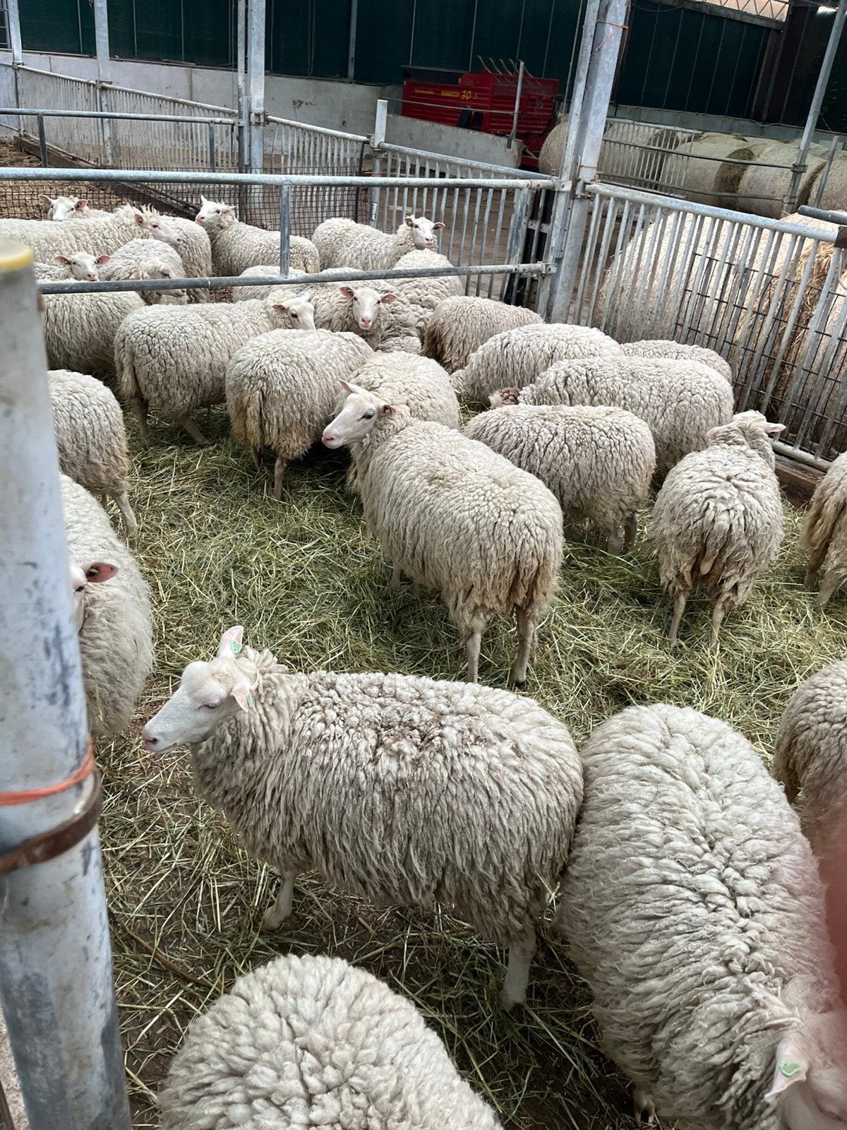 Schapenwol, Dieren en Toebehoren, Schapen, Geiten en Varkens, Meerdere dieren, Schaap