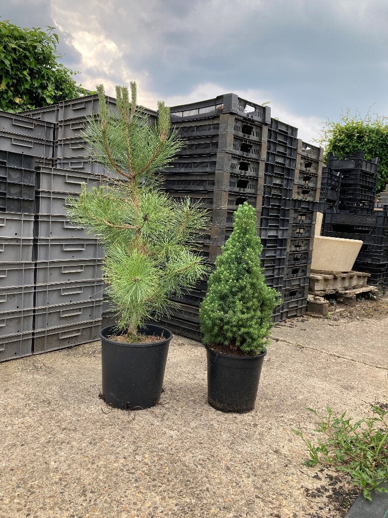 Thuya Brabant (conifeer), Ophalen, Conifeer, 100 tot 250 cm