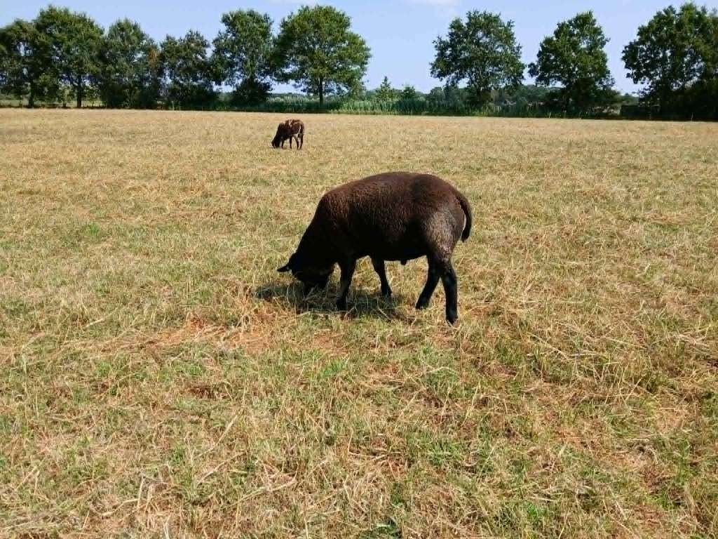 Texelaar rammen en Ooien, Meerdere dieren, Schaap, 0 tot 2 jaar