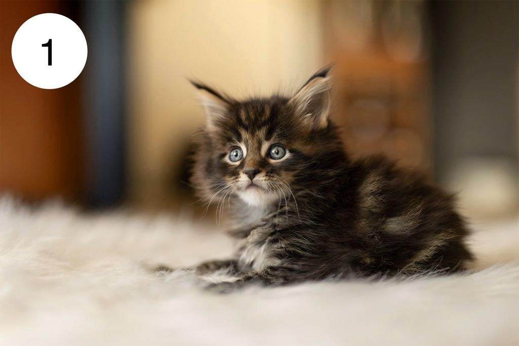 Maine coon kittens, Dieren en Toebehoren, Katten en Kittens | Raskatten | Langhaar