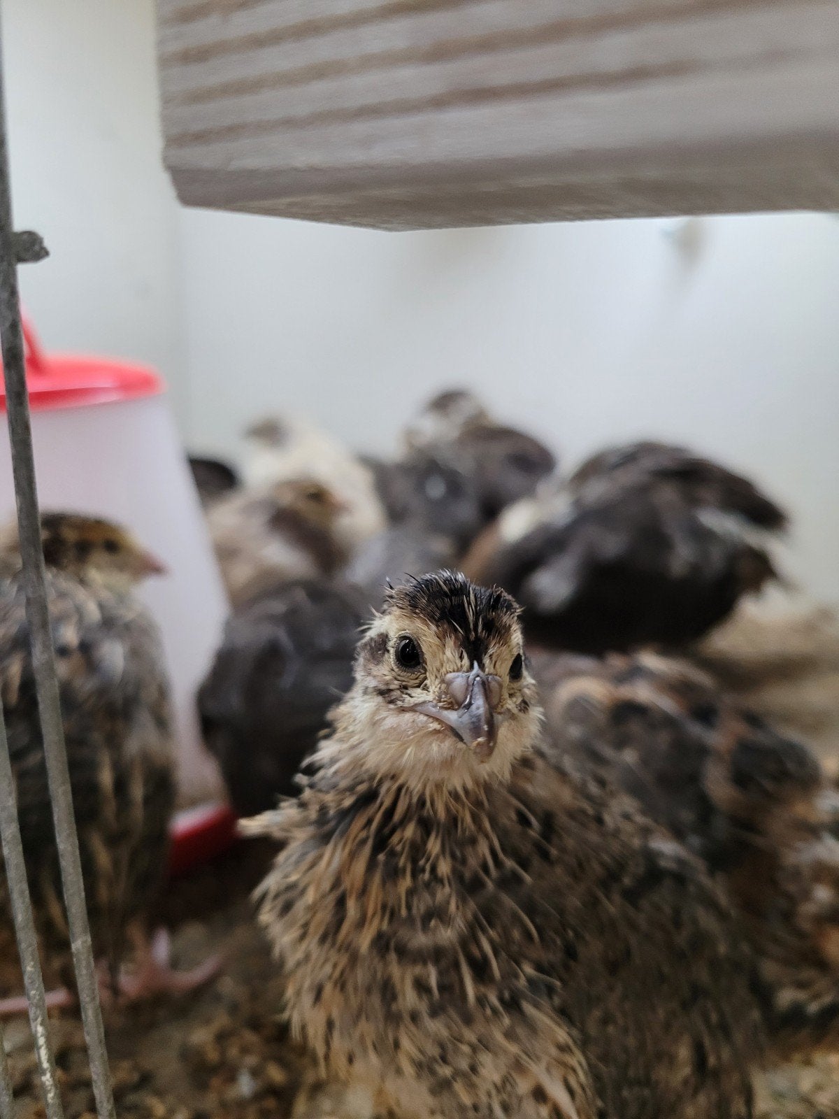 Japanse kwartels, Meerdere dieren, Overige soorten