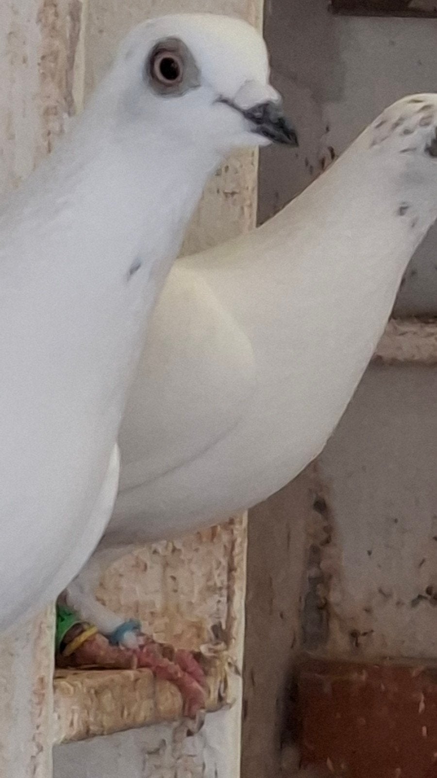 Wener hoogvliegers, Dieren en Toebehoren, Meerdere dieren, Overige soorten