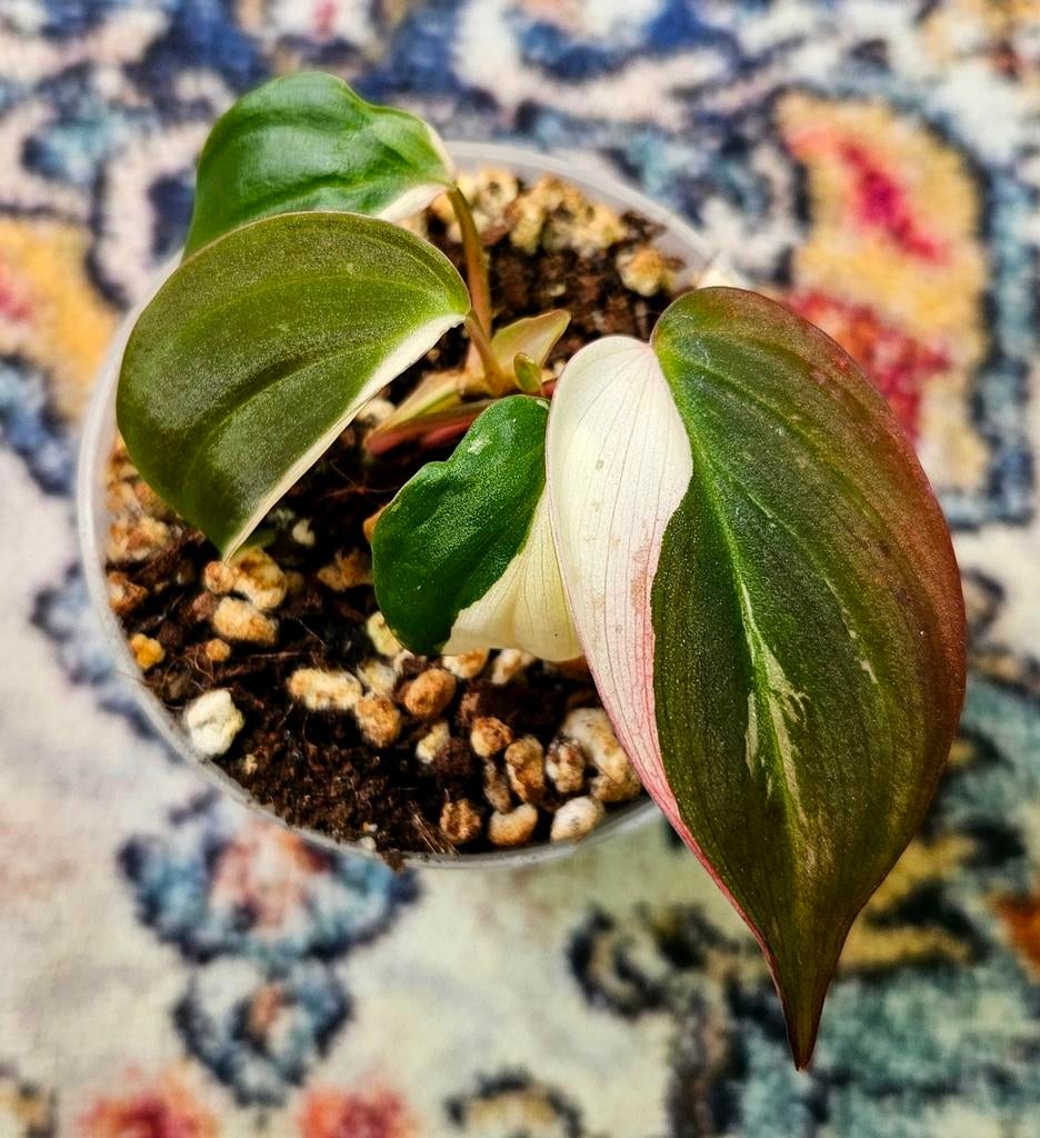 Philodendron Micans Albo Pink variegata, Ophalen of Verzenden, Halfschaduw, Minder dan 100 cm