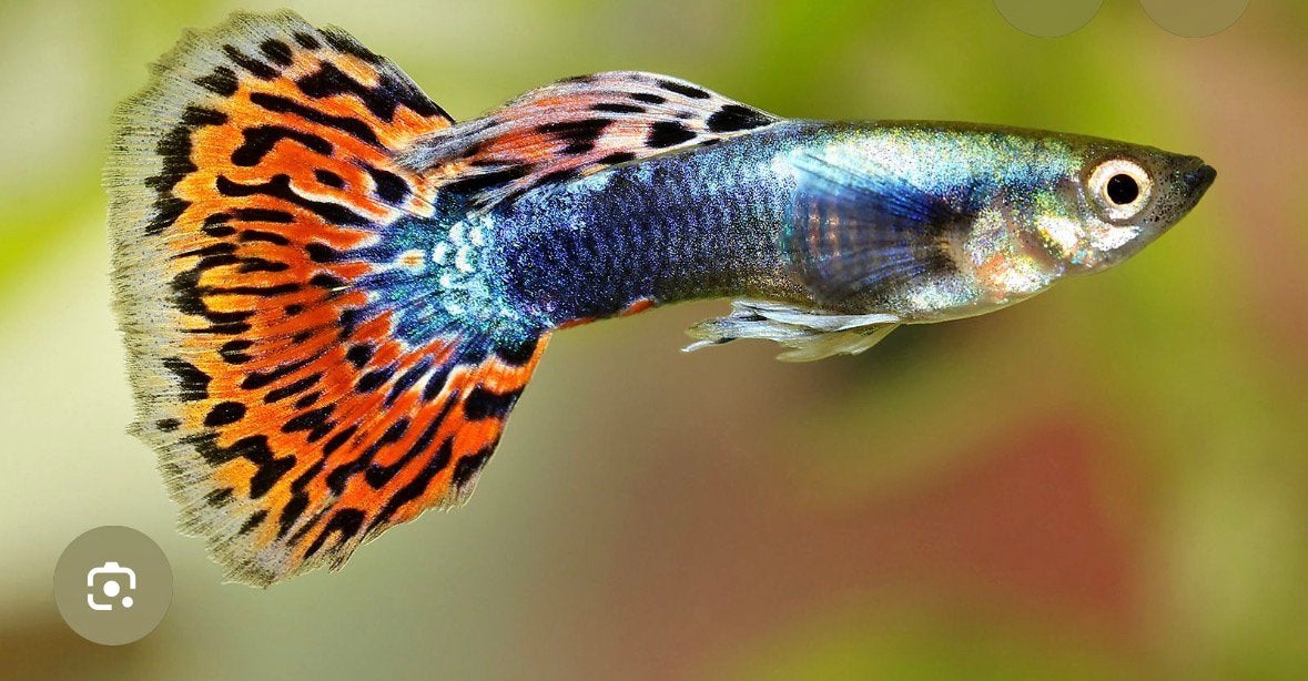 gratis Guppy’s of Molly’s gezocht, Dieren en Toebehoren, Vissen | Aquariumvissen, Vis