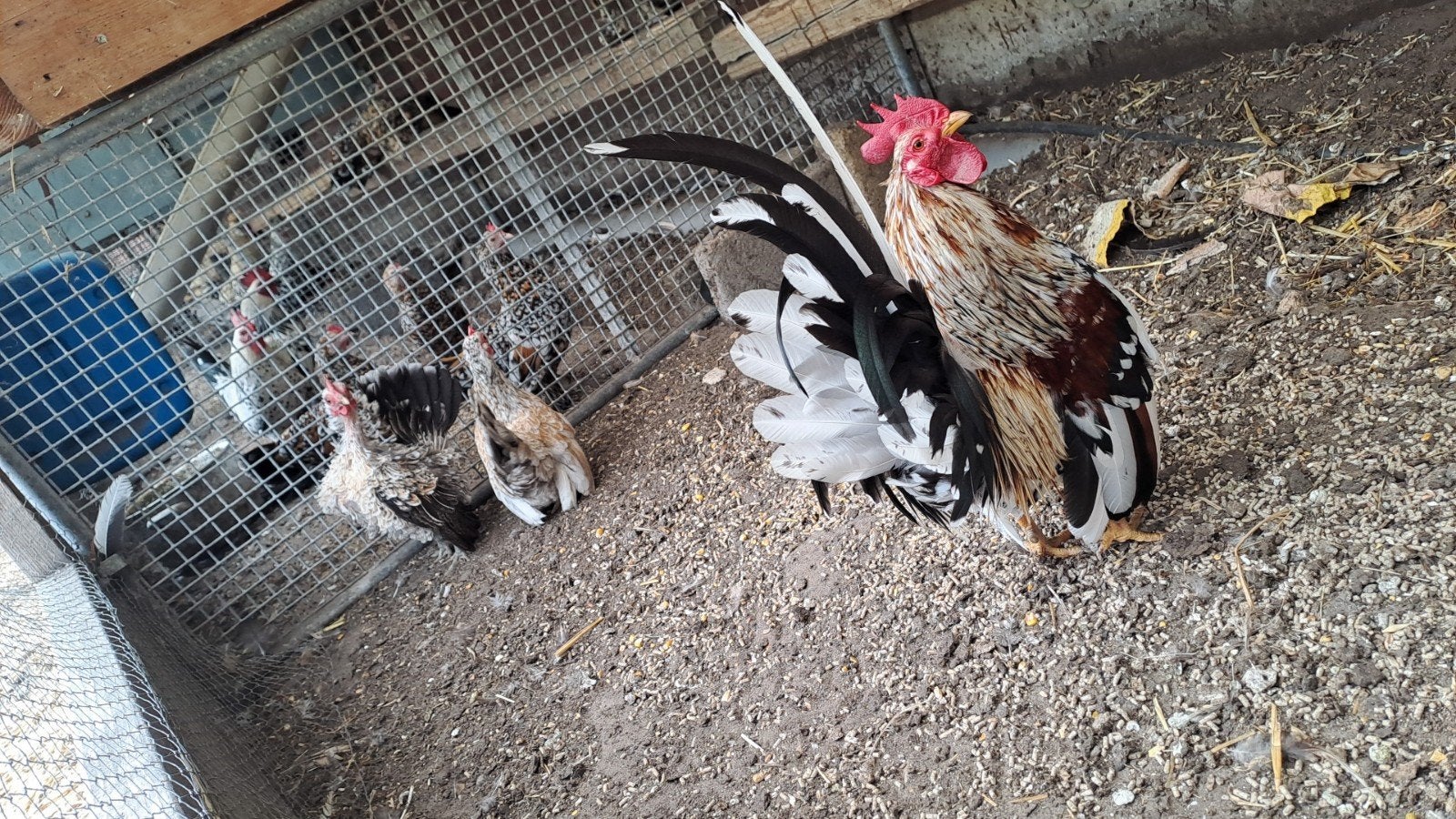 Serahma trio, Dieren en Toebehoren, Pluimvee, Meerdere dieren, Kip