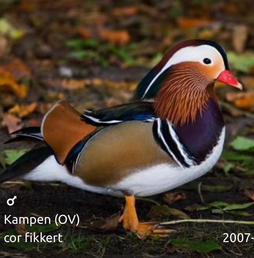 Verschillende soorten Siereenden en sierganzen, Meerdere dieren, Eend