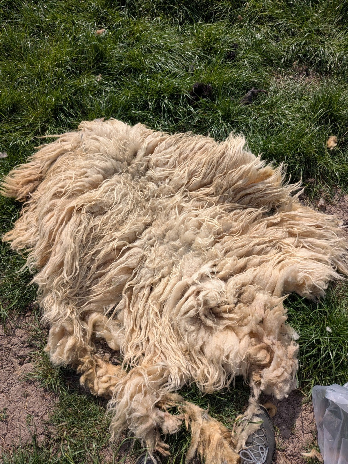 Verse schapenvachten: Drentsche heideschapen & heideschnuck
