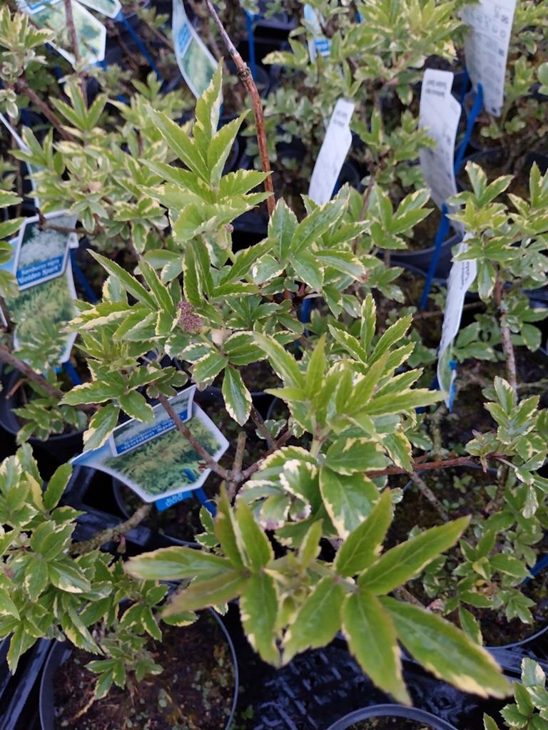 Sambucus nigra 'Golden Spark' - Vlier met geel blad, Tuin en Terras, Planten | Tuinplanten, Volle zon, Vaste plant, Zomer, Ophalen