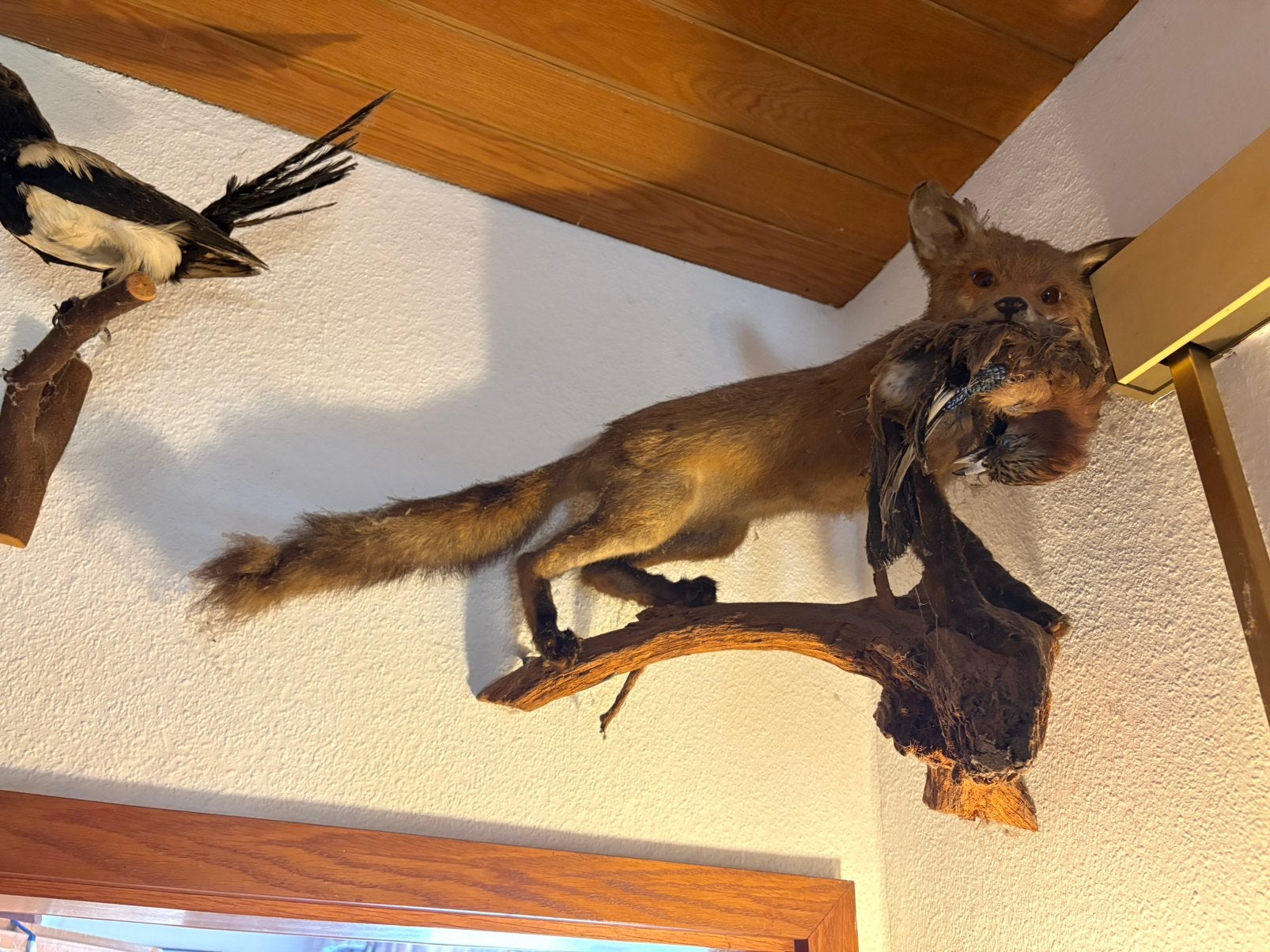 Opgezette dieren, taxidermie, Verzamelen, Ophalen, Gebruikt, Wild dier, Opgezet dier