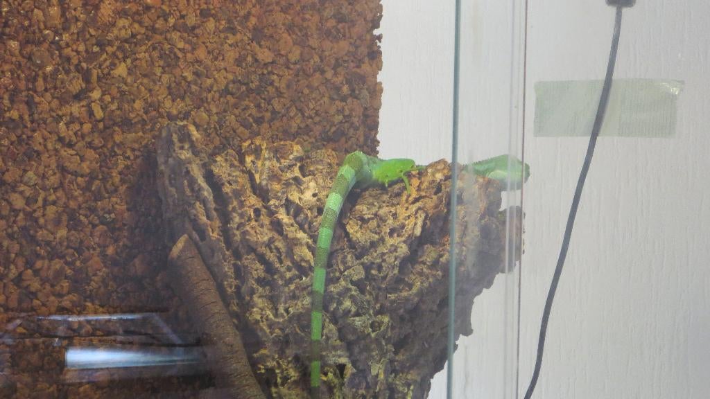 fijileguaan met terrarium, Dieren en Toebehoren, Reptielen en Amfibieën, Hagedis, Met terrarium, 3 tot 6 jaar
