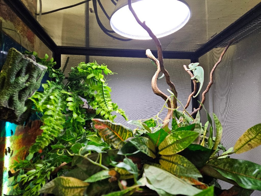 Chamaeleo calyptratus jemen kameleon, Hagedis, 0 tot 2 jaar