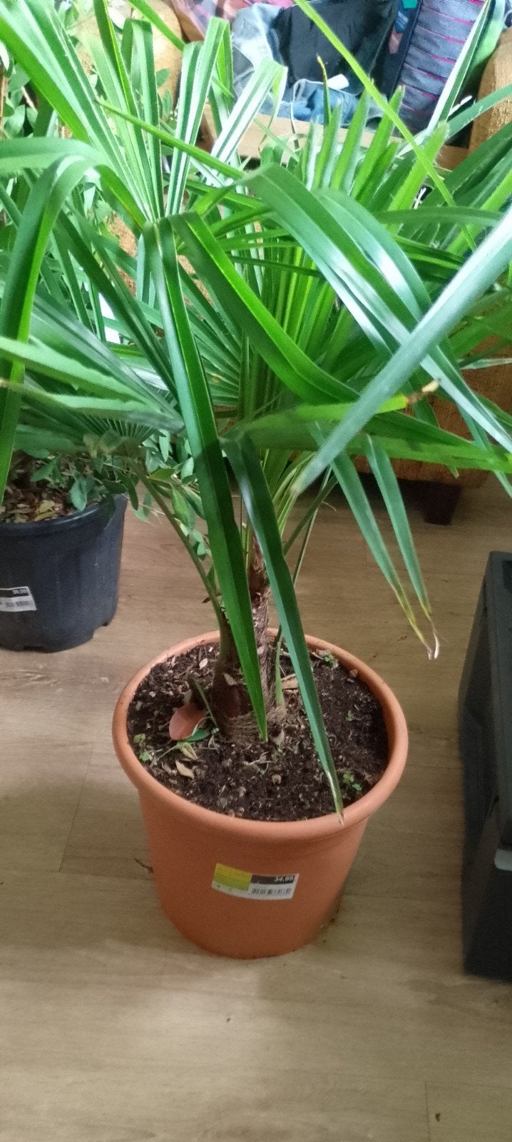 Trachycarpus Fortunei Palmboom - Winterharde Waaierpalm, Ophalen