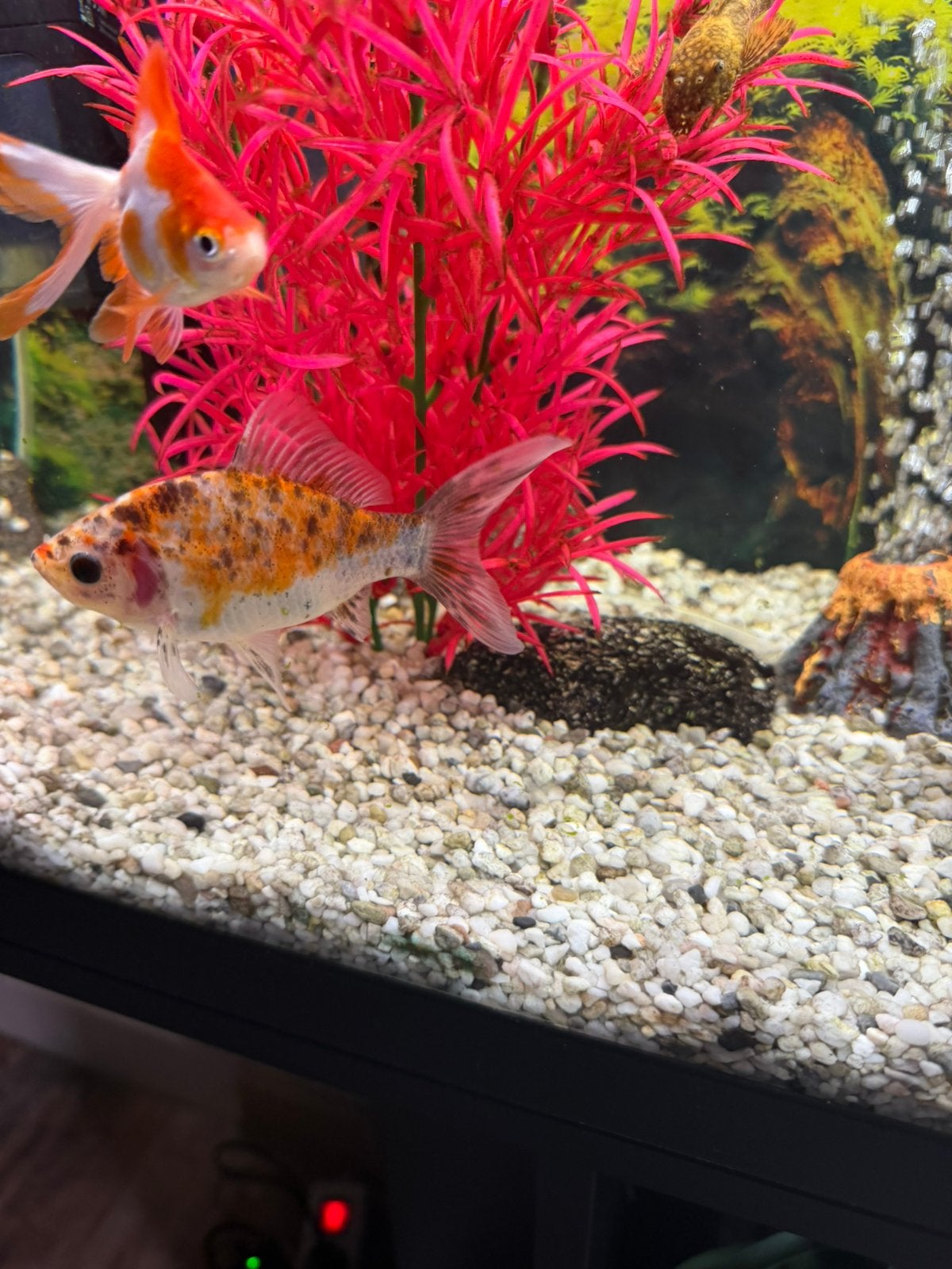 Aquarium 60 cm, Dieren en Toebehoren, Ophalen, Gebruikt, Inclusief vissen, Gevuld zoetwateraquarium