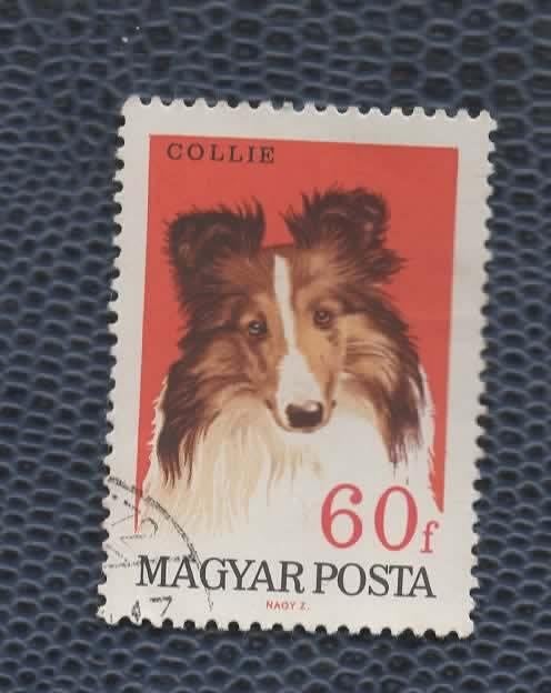 Fauna - Dieren - Honden - Hongarije - Collie - gebr, Verzenden, Gestempeld, Dier of Natuur