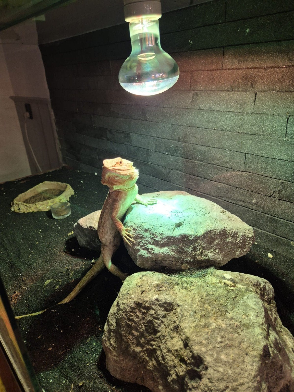 Baardagaam Bearded Dragon - male for sale from Bennie