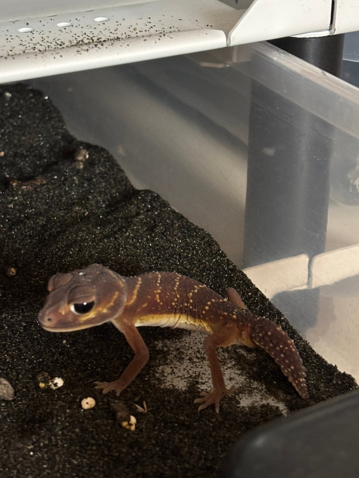 3-0 nephrurus levis, Dieren en Toebehoren, Reptielen en Amfibieën, Hagedis, 0 tot 2 jaar