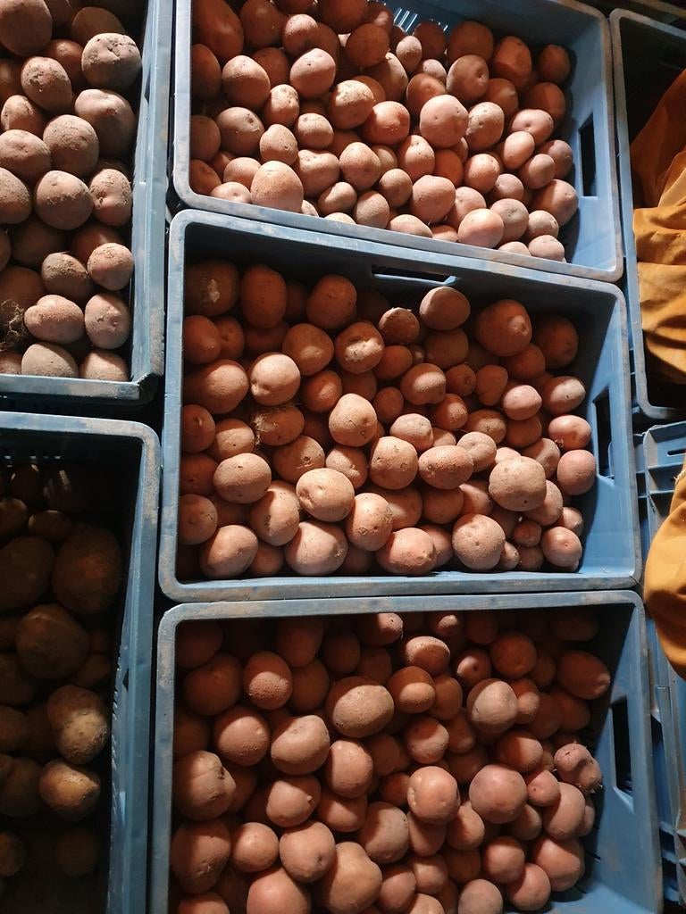Bildtstar aardappelen, Ophalen