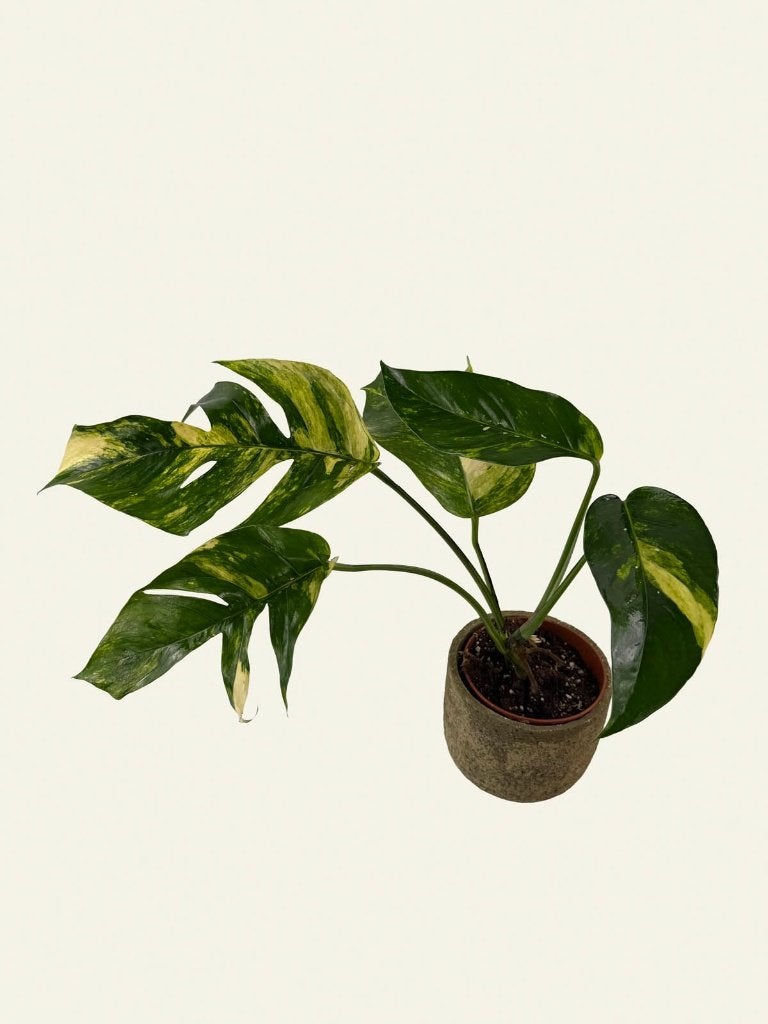 Epipremnum Golden Flame p12, Huis en Inrichting, Kamerplanten, Ophalen of Verzenden, Halfschaduw, Minder dan 100 cm