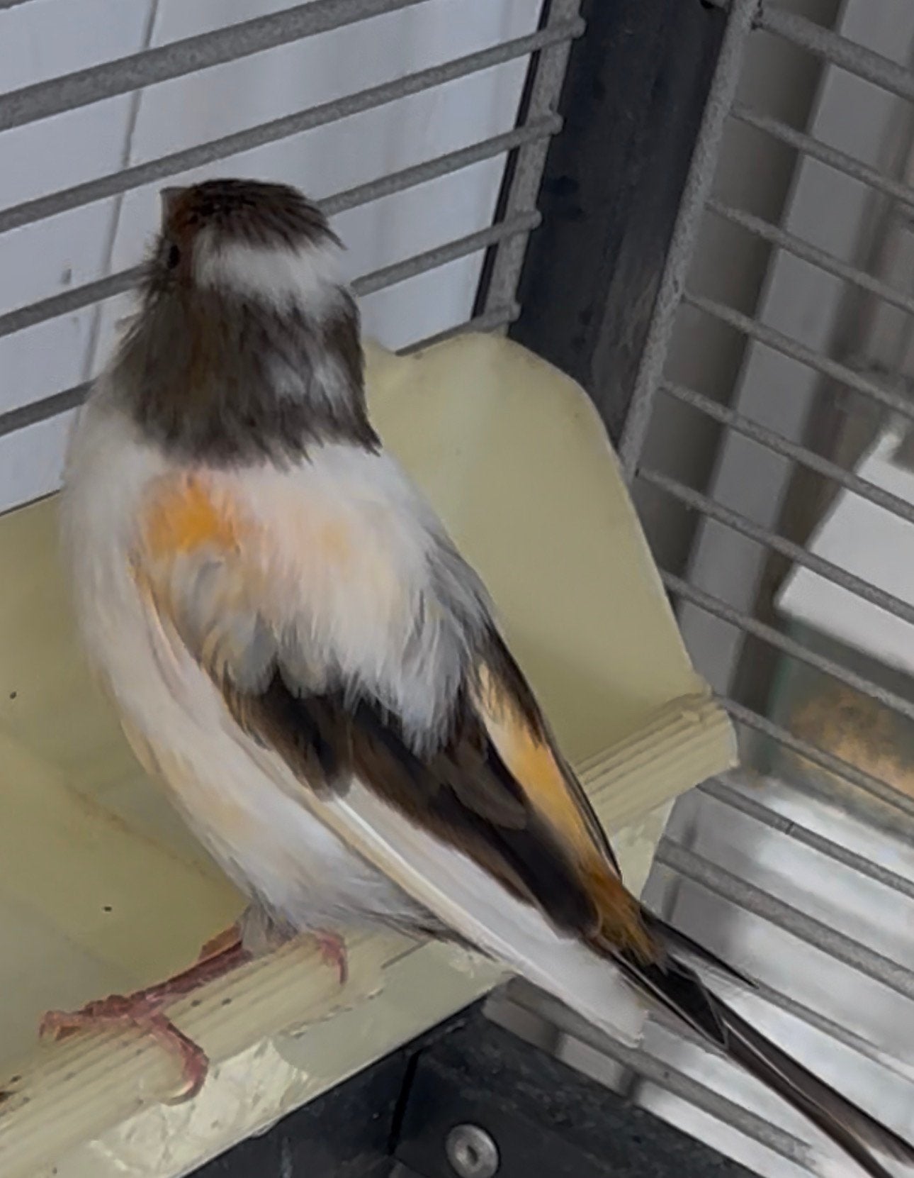 Kanarie pop, Dieren en Toebehoren, Vogels | Kanaries, Vrouwelijk, Kleurkanarie