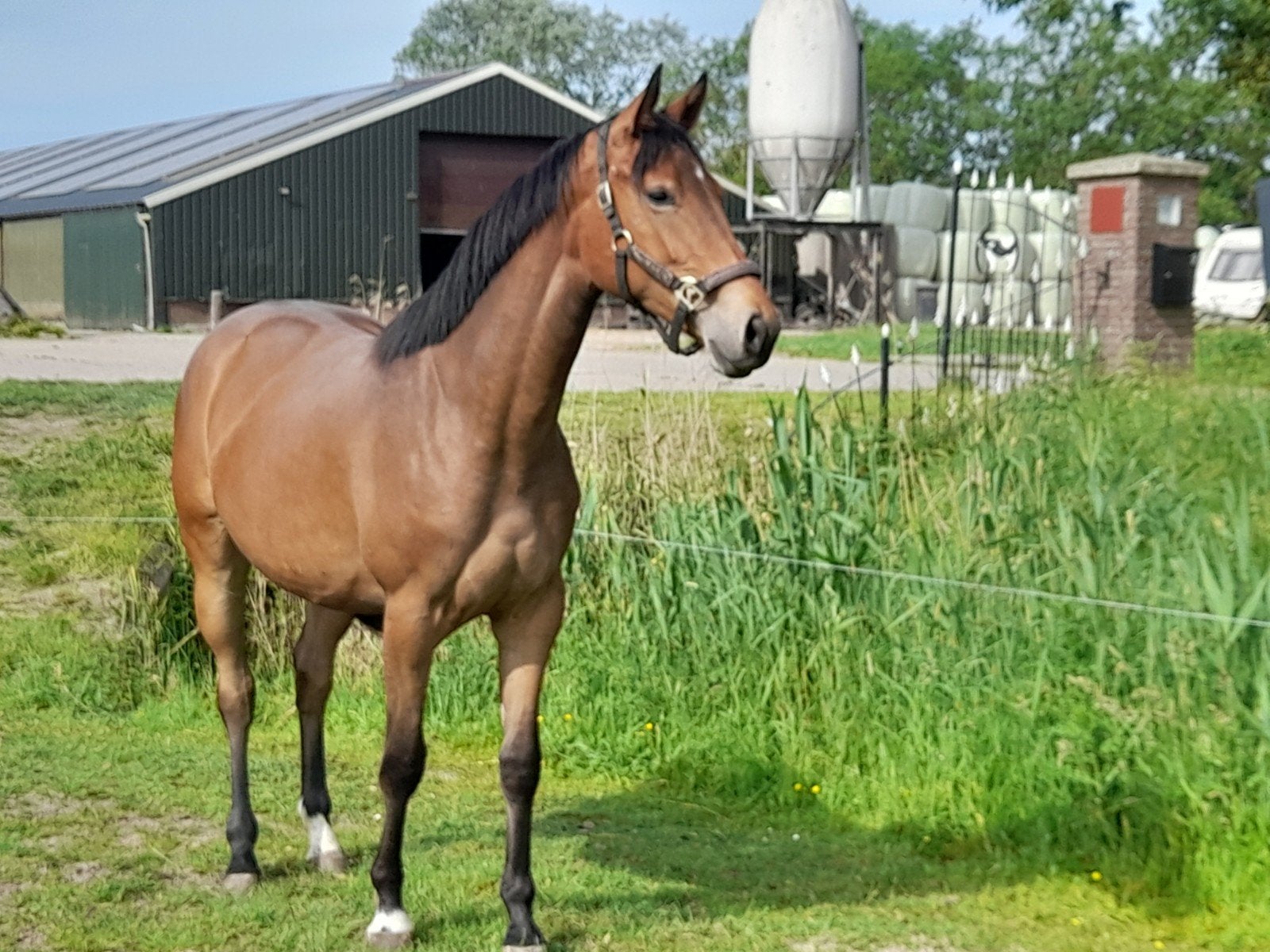 2 jarige merrie, Dieren en Toebehoren, Paarden, Merrie, 160 tot 165 cm, Gechipt, 0 tot 2 jaar