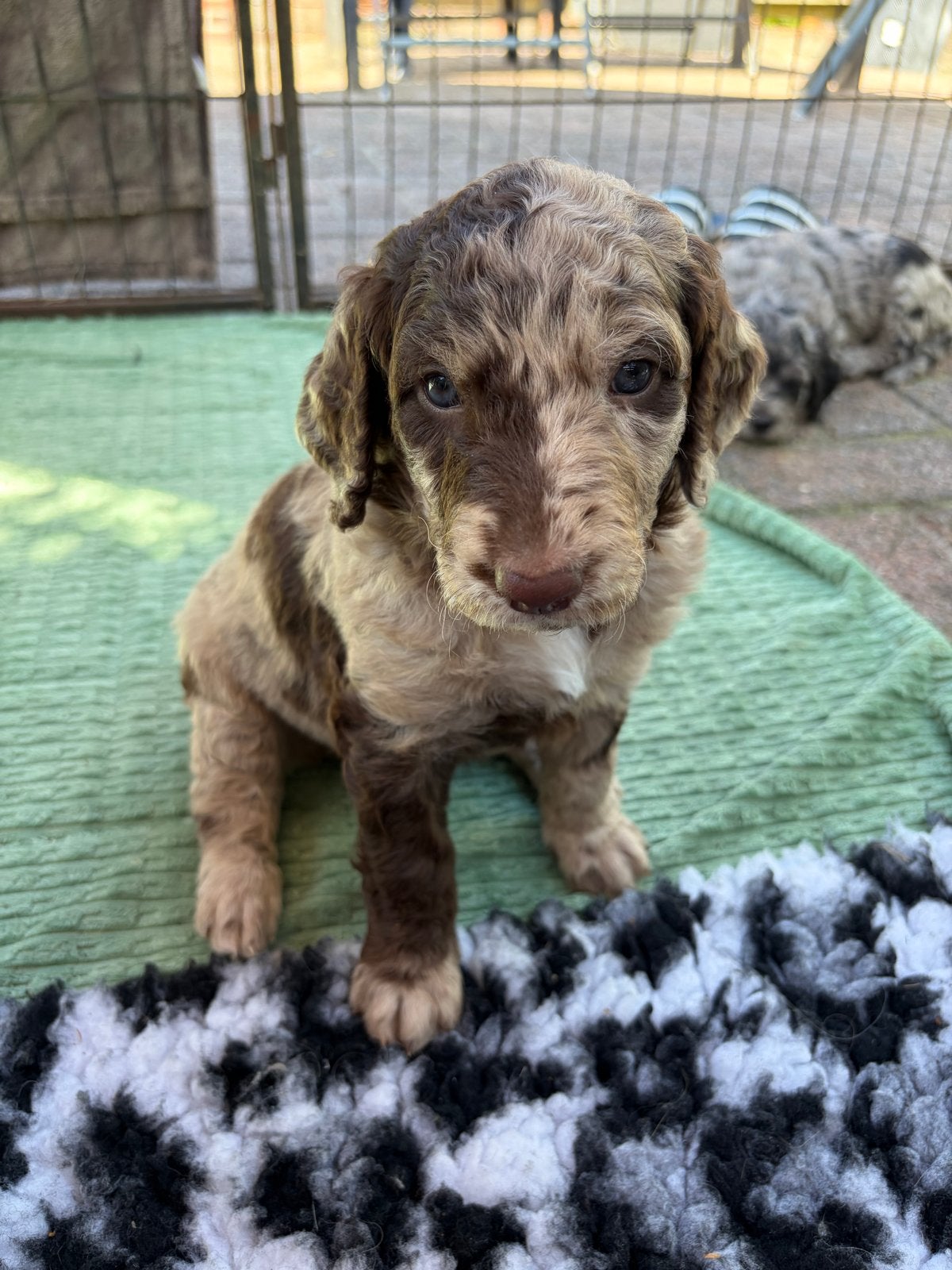 Mooi Goldendoodle teefje zoekt een fijn gastgezin, Parvo, 8 tot 15 weken, Teef, Groot